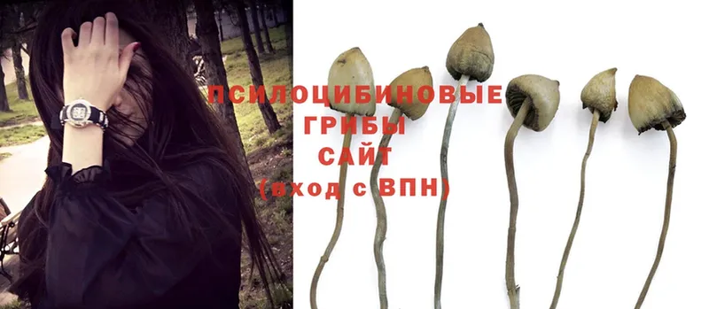 Галлюциногенные грибы Psilocybine cubensis  купить   Ивантеевка 